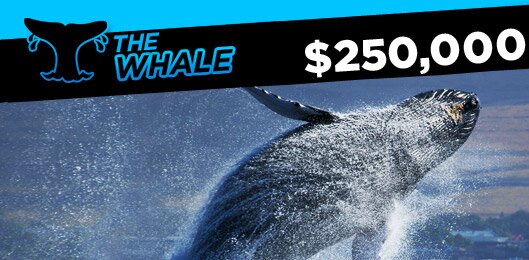 the-whale-promo b1705