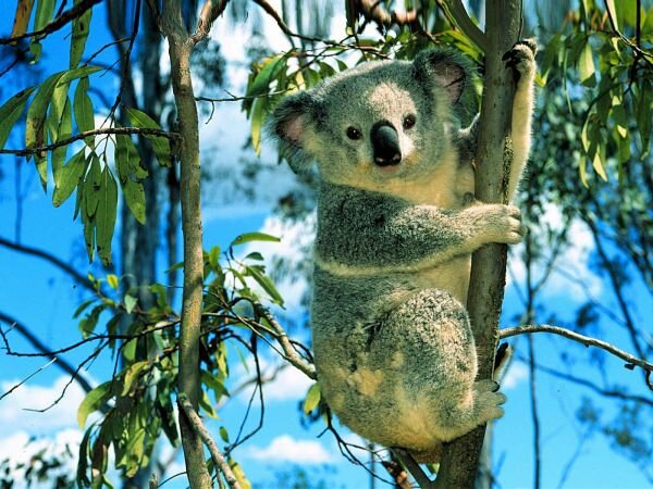 Koala-Australia b4cd1